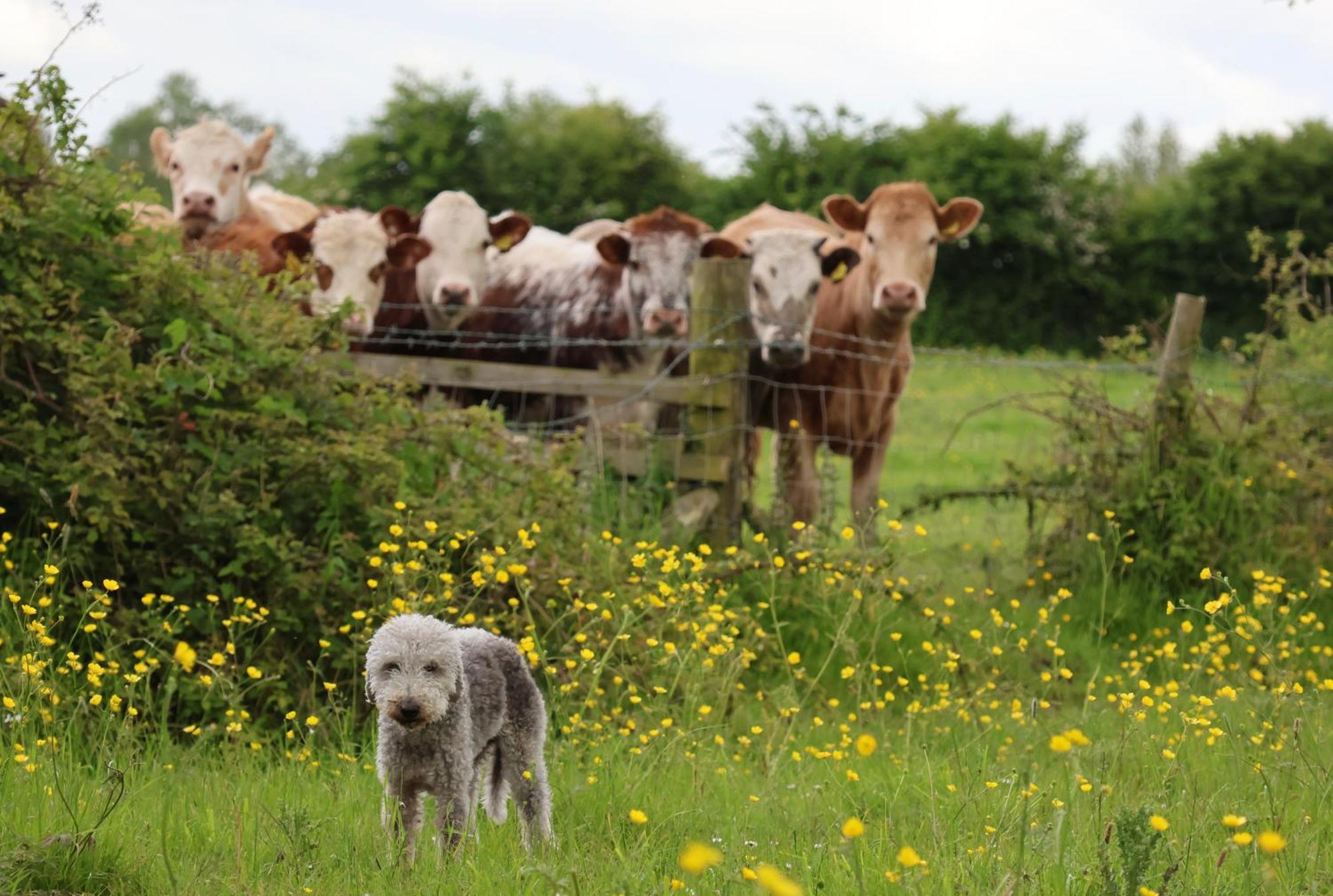 Tranquil And Cosy On The Somerset Levels * Bridgwater